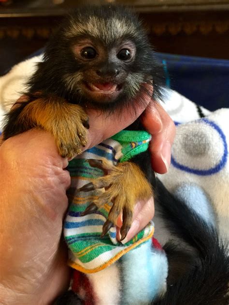 Interested in buying a marmoset, pocket or capuchin monkey?Book an exotic animals private encounter today!To get a free quote please call: . . Capuchin monkey for sale las vegas